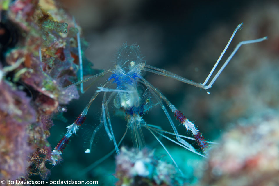 BD-150426-Maldives-8820-Stenopus-hispidus-(Olivier.-1811)-[Banded-coral-shrimp].jpg